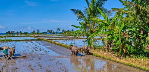 Rice terraces landscape. Farmers working at rice terraces. Asian farmers plowing rice fields with a pair of oxen. Organic rice farmland in Malaysia.