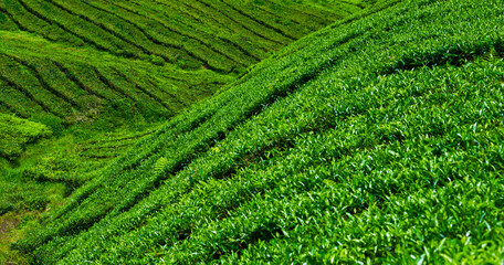 The tea plantations background. lush fields of a terraced farm.