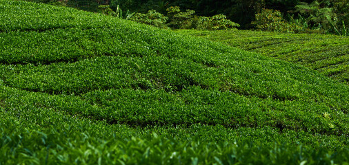 The tea plantations background. lush fields of a terraced farm.
