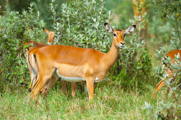 wild impala on green grass in National park in Africa