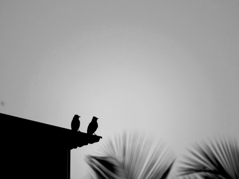 Isolated image of birds captured at dark sunset.