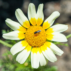 Obraz premium white daisy flower