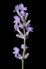English Lavender (Lavandula angustifolia). Inflorescence Closeup