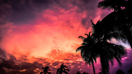 palm tree silhouette