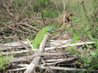 lizard on the ground