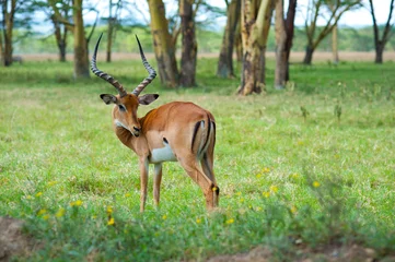 Room darkening curtains Antelope wild impala on green grass in National park in Africa