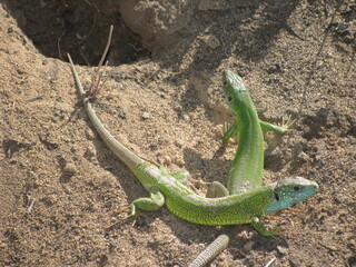 lizard on the sand