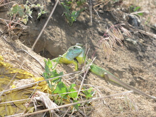 Green lizards