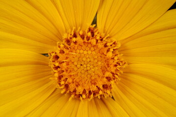 Large-Flowered Tickseed (Coreopsis grandiflora). Disc Florets Closeup