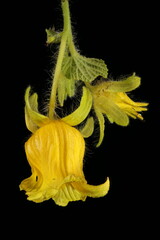 Manchu Tubergourd (Thladiantha dubia). Inflorescence Closeup