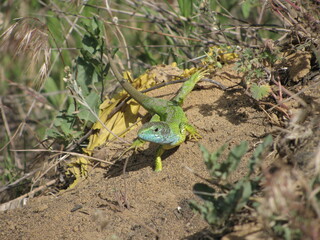 green lizard on the tree