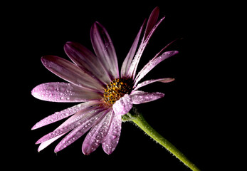 Burgundy gerbera daisy, on a black background, illuminated by the light of the moon