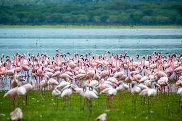 Group of pink flamingos on the lake