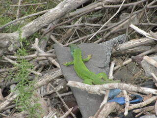 Fototapeta premium green lizard on a tree