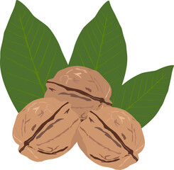walnuts three pieces with leaves isolate on white vector drawing