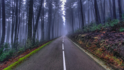 Morning mist in the middle of forest 