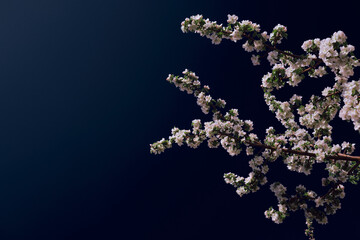 Apple blossoms and blue sky. Spring flowers in dramatic color sky. Image with space for text.