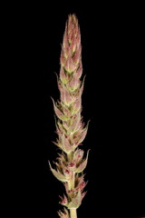 Purple Loosestrife (Lythrum salicaria). Floral Buds Closeup