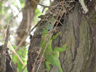green lizard on a tree