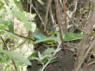 green lizard on a branch,lizard on the tree, Ukrainian green lizard,lizard,reptiles,reptile,...