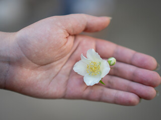 Small white flower in hand