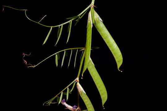 Narrow-Leaved Vetch (Vicia angustifolia). Young Fruit Closeup