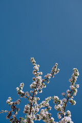 Apple blossoms and blue sky. Spring flowers in dramatic color sky. Image with space for text.