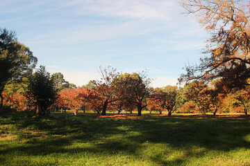 Fototapeta premium Beautiful Park in Autumn 