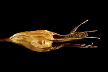 Spreading Bellflower (Campanula patula). Fruit Closeup