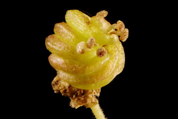 Meadowsweet (Filipendula ulmaria). Fruit Closeup