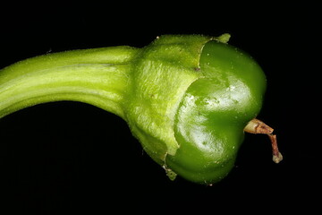 Sweet Pepper (Capsicum annuum). Young Fruit Closeup