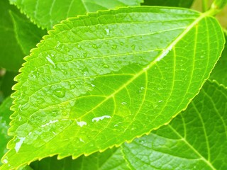 紫陽花の葉の上の水たまり