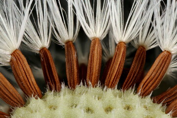 Perennial Sow-Thistle (Sonchus arvensis). Achenes Closeup