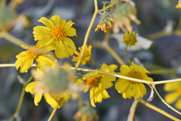yellow flowers of the sky