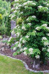 Blooming climbing hydrangea on tree in the garden