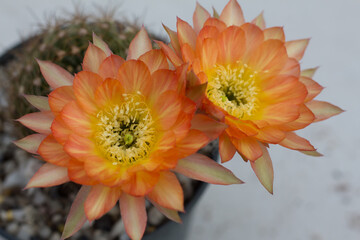 Close up Orange cactus flower