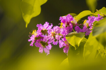 Lythraceae purple flower