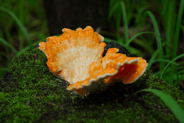 orange mushroom in the forest.