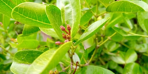 greenery in the green farm