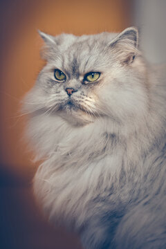Perser cat is looking crampy