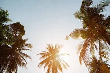 Fototapeta na wymiar high tropical palm trees rise above beach under scorching sun against boundless blue sky sunlight