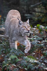 Lynx