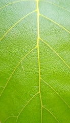 green leaf texture