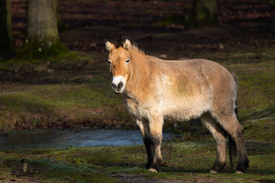 Przewalski's horse
