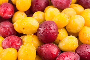 Yellow and red plums in droplets of water. Textures of fresh red and yelloy blue plums.