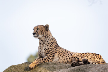 Cheetah © Cloudtail