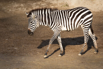 Zebra