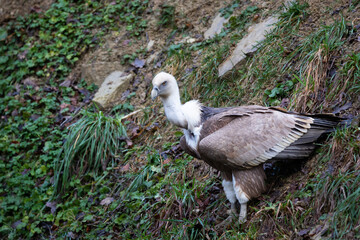 griffon vulture
