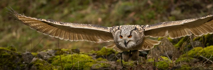 Fotobehang Eagle owl © Cloudtail