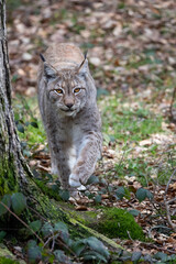 Lynx